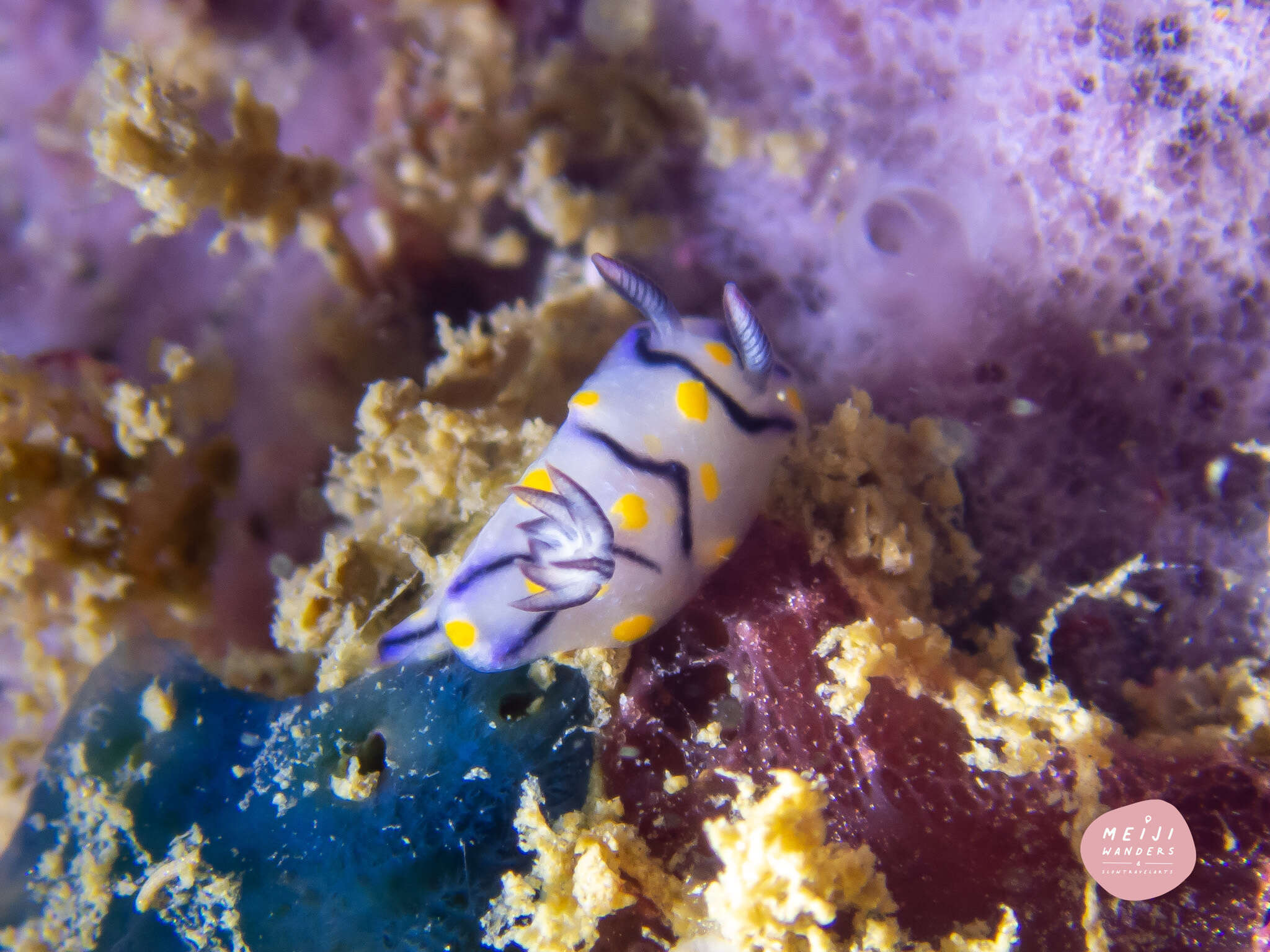 Image of Hypselodoris kanga Rudman 1977