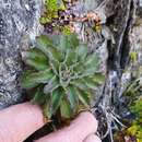 Image of Pachycladon enysii (Cheeseman) Heenan & A. D. Mitch.