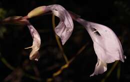 Plancia ëd Gladiolus kamiesbergensis G. J. Lewis