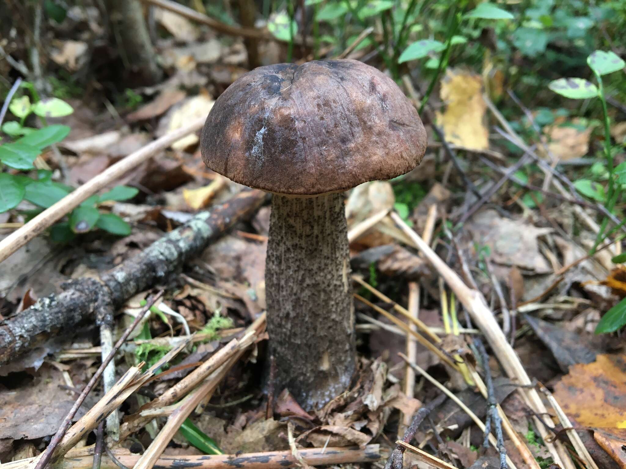 Image of Leccinum melaneum (Smotl.) Pilát & Dermek 1974