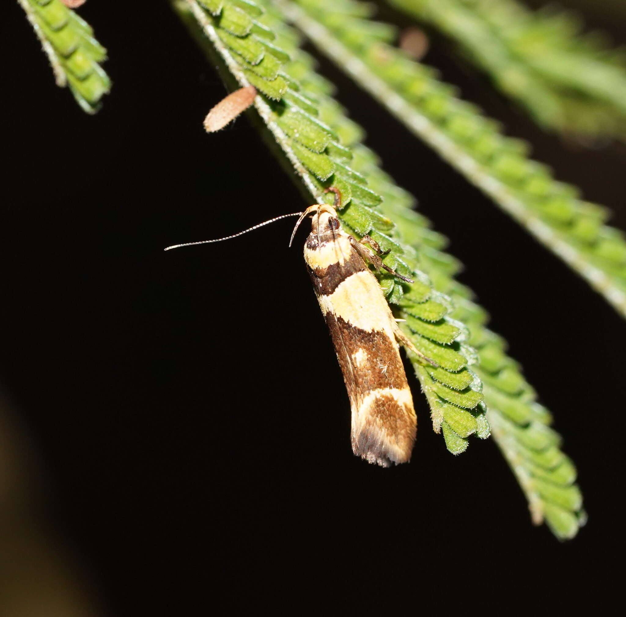 Image of Macrobathra chrysotoxa Meyrick 1886