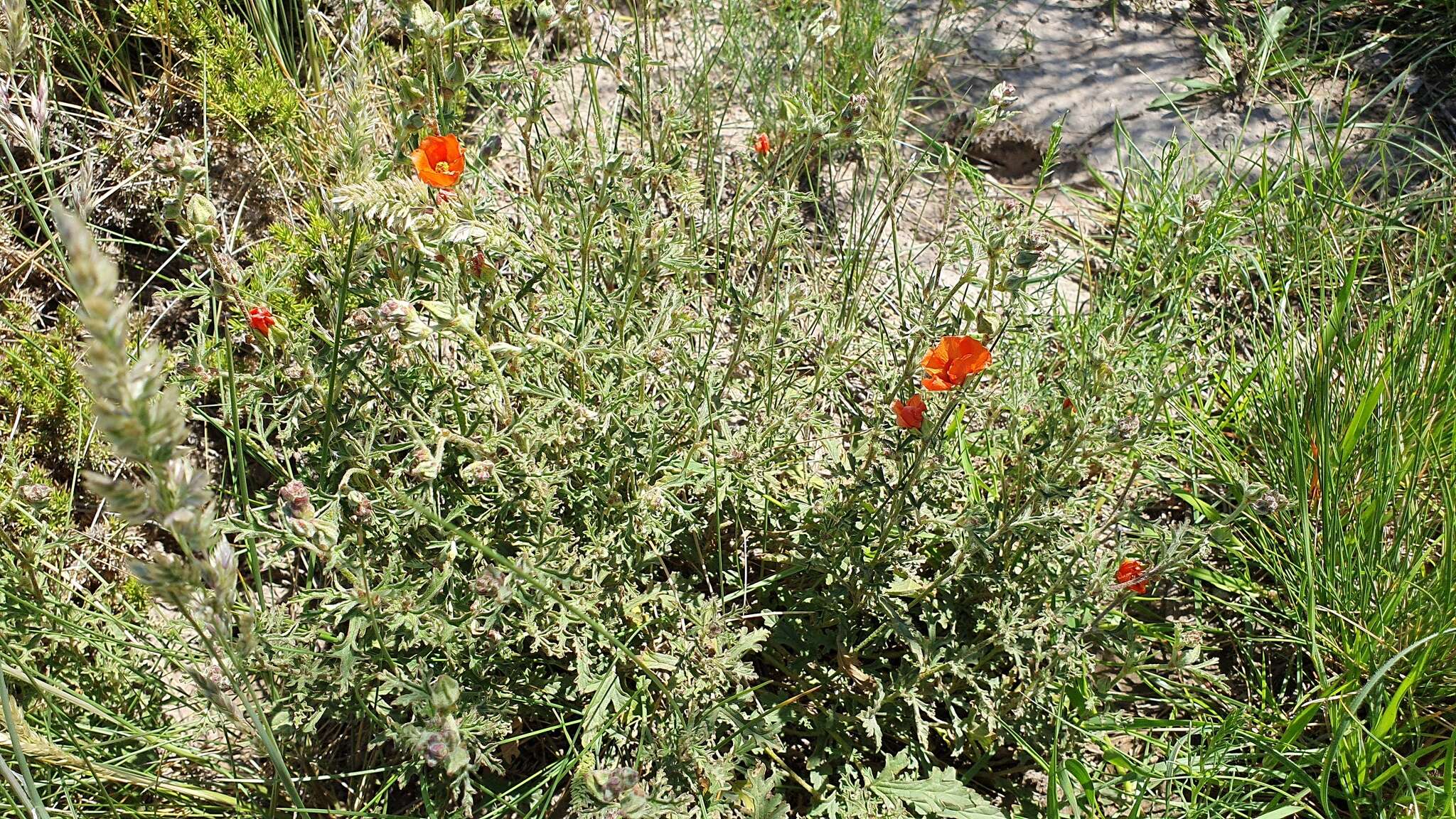 Image of Sphaeralcea australis Speg.