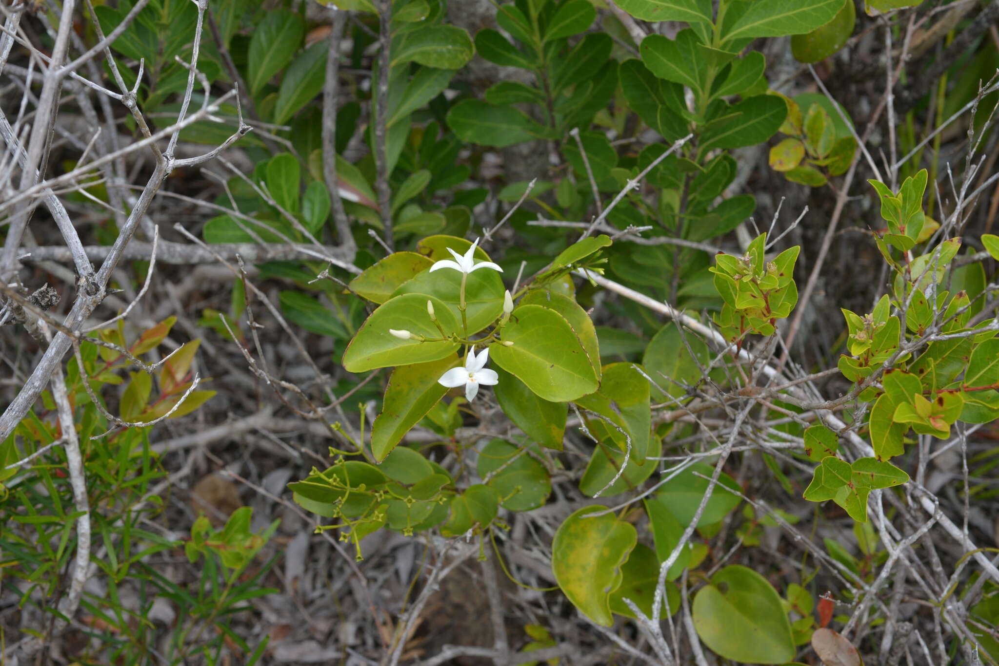 صورة Jasminum simplicifolium G. Forst.