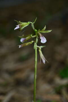 Image of Tall shield orchid