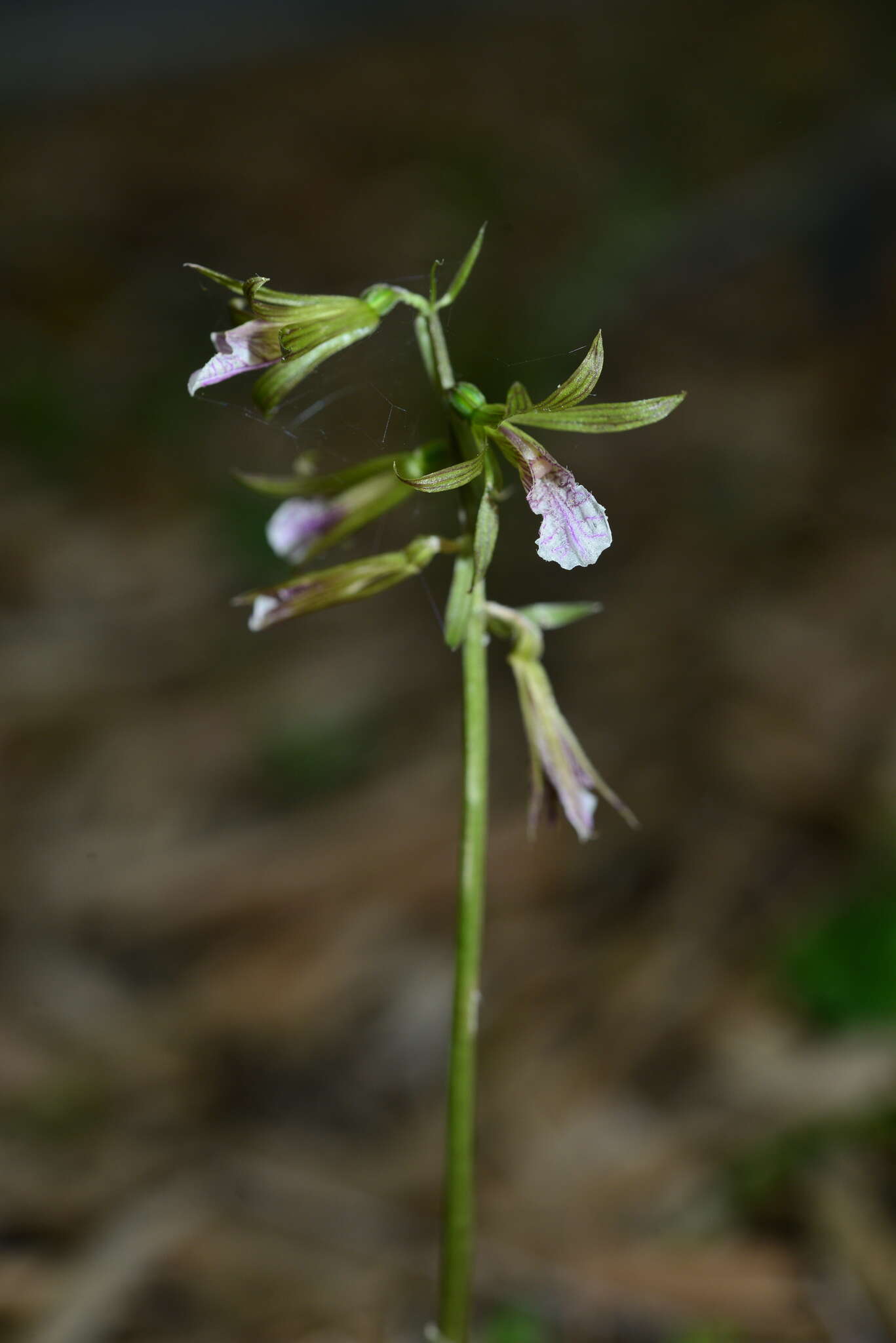 Image of Tall shield orchid