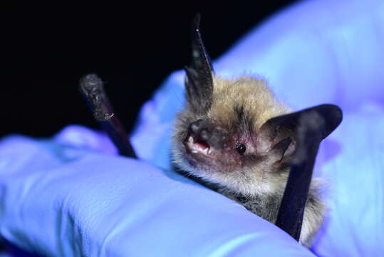 Image of Fringed Myotis