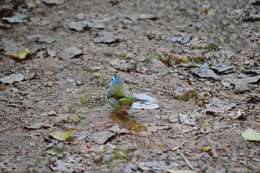 Image of White-striped Warbler