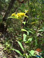 Image of Verbesina persicifolia DC.