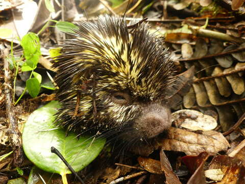 Image of Bicolor-spined Porcupine