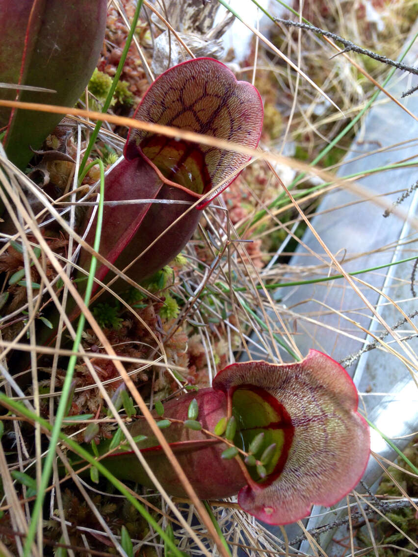 Image of purple pitcherplant