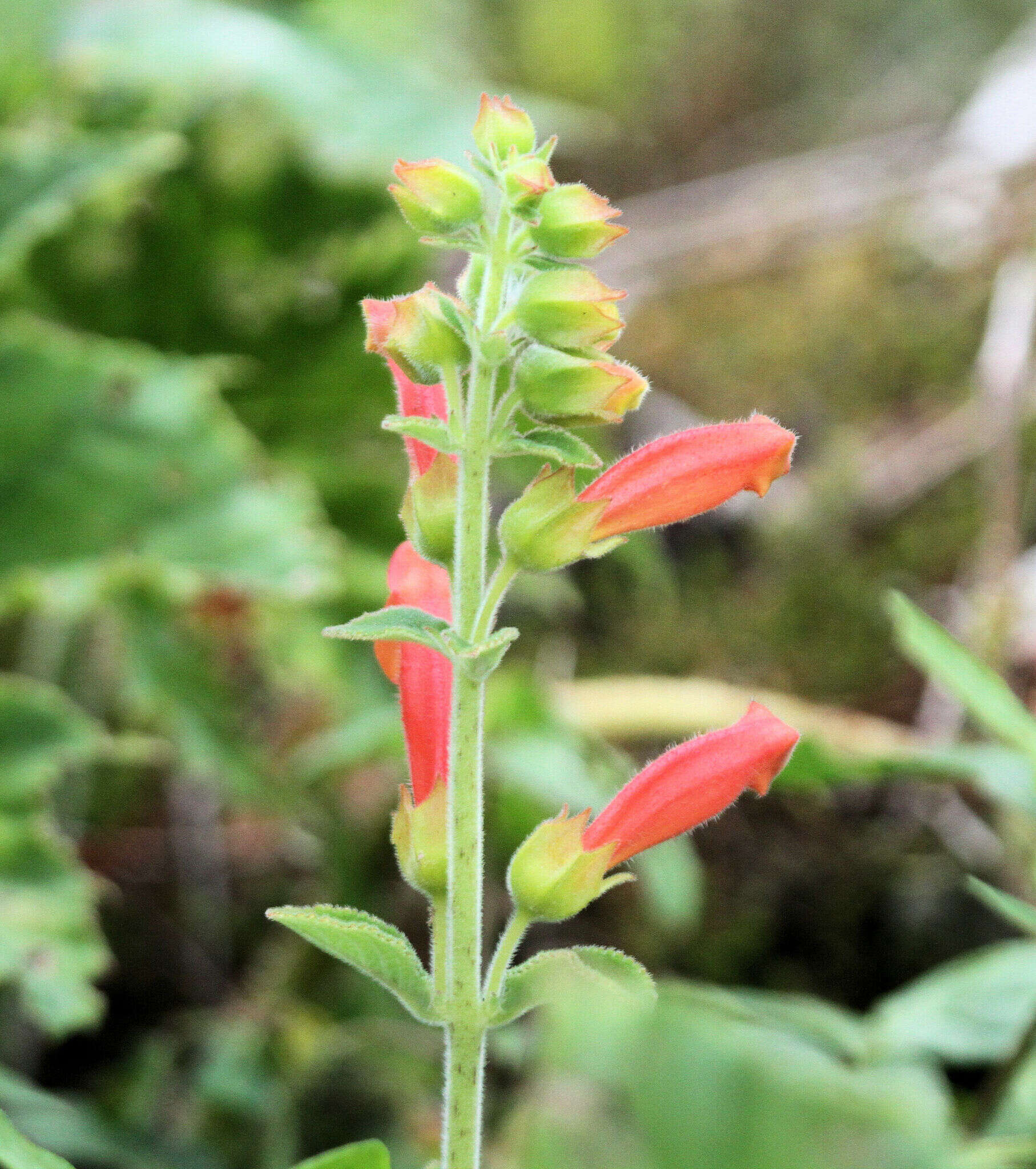 Image of Sinningia incarnata (Aubl.) Denham