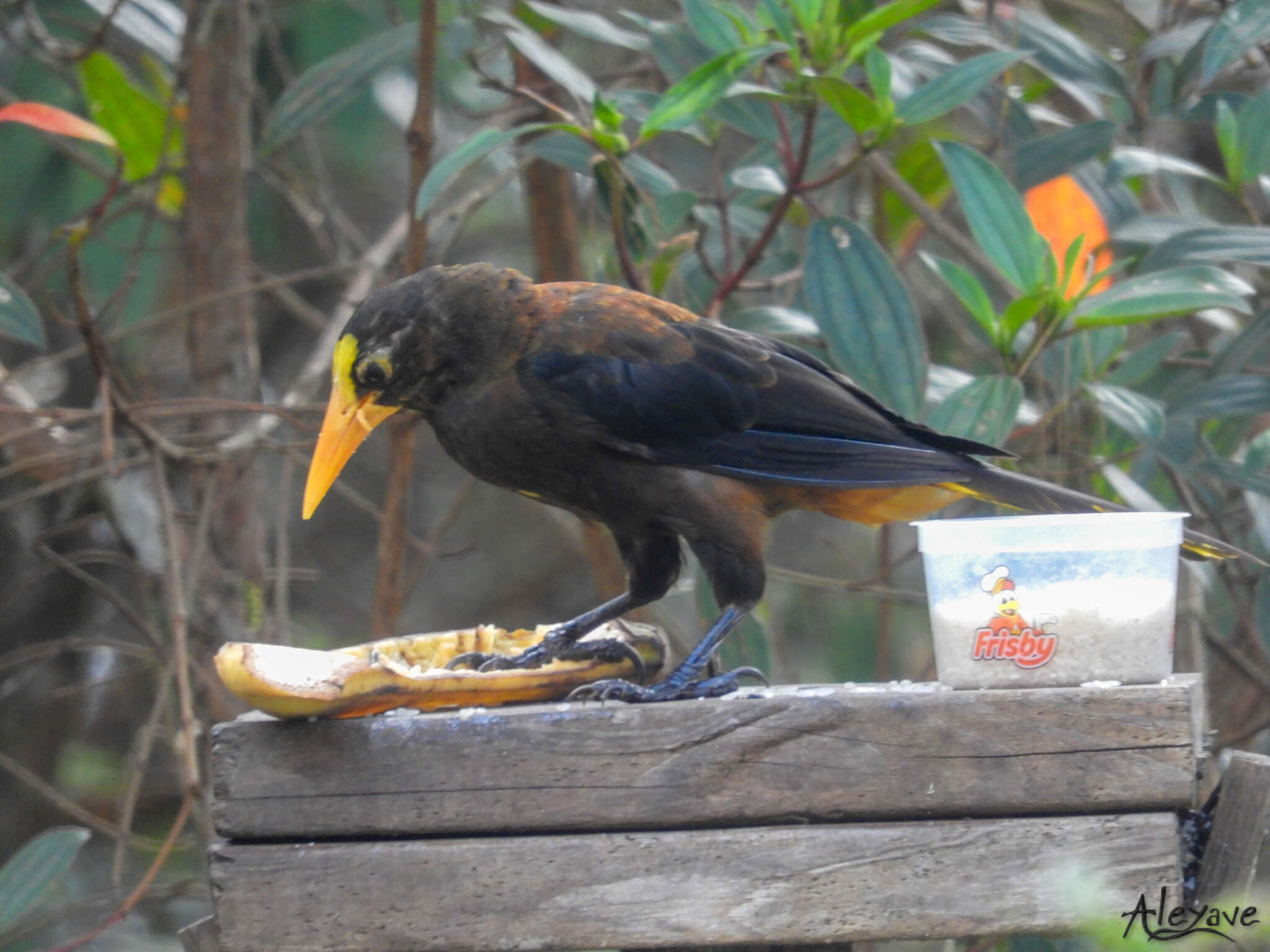 Image of Russet-backed Oropendola