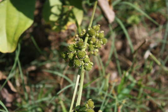 Image of creeping burhead