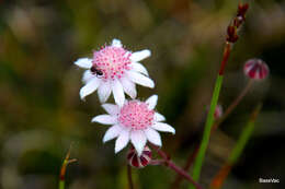 Imagem de Actinotus forsythii Maiden & Betche