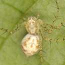 Image of Oxyopes longispinosus Lawrence 1938