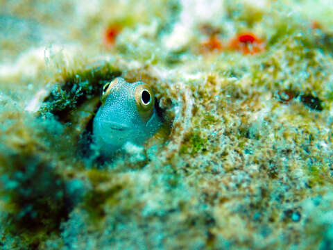 Image of Alloblennius