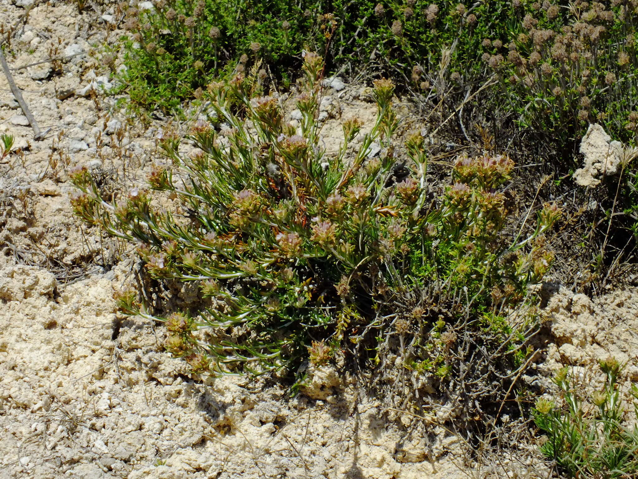 Image de Teucrium pumilum Loefl. ex L.