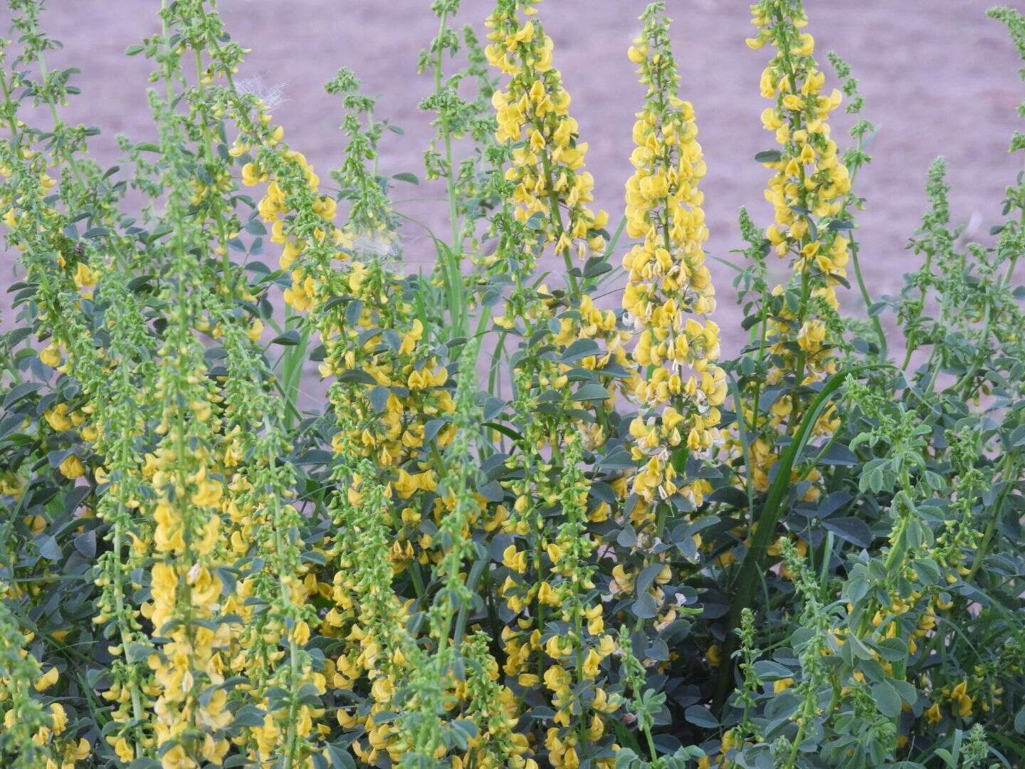 Image of Poiretia tetraphylla (Poir.) Burkart