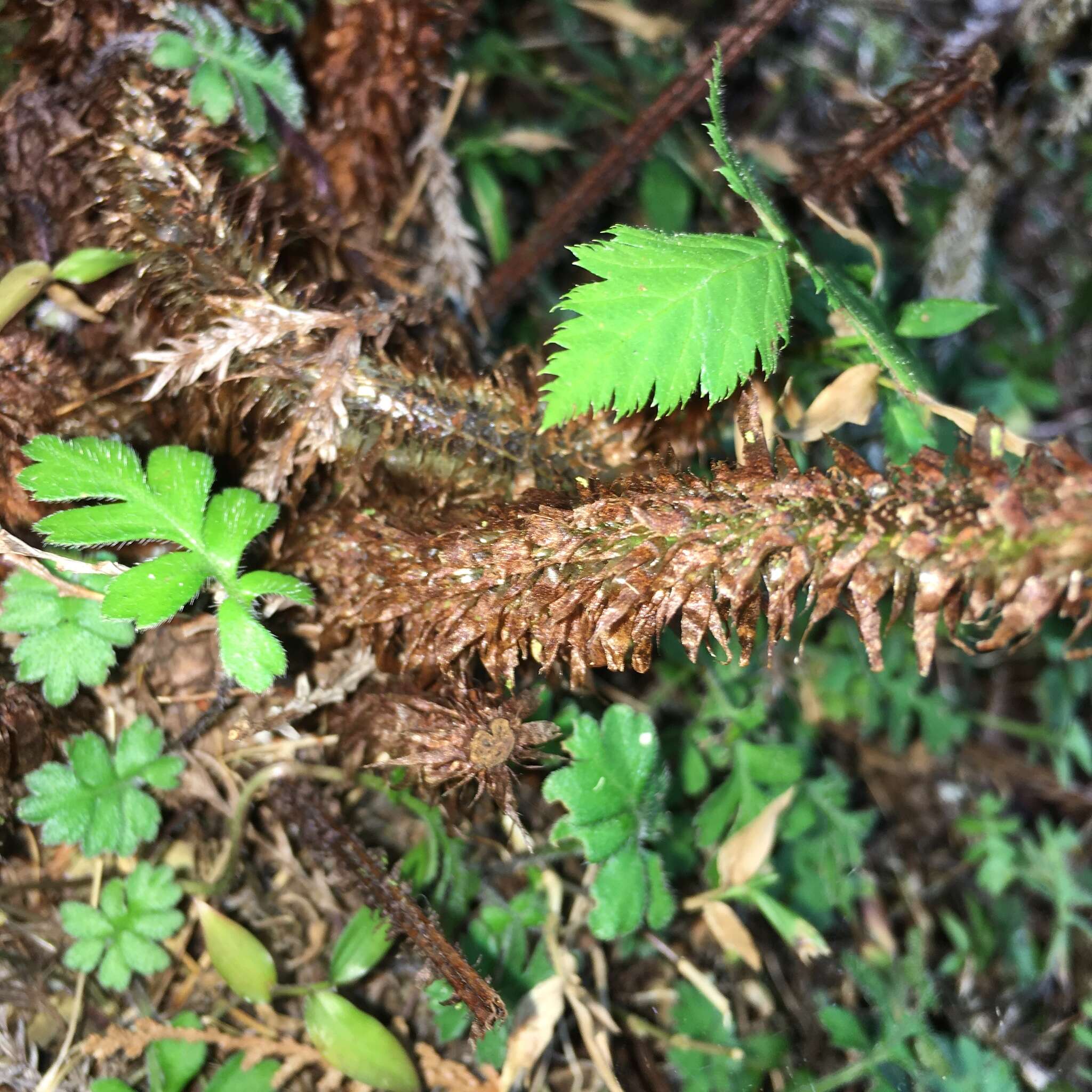 Sivun Dryopteris hendersonii (Bedd.) C. Chr. kuva