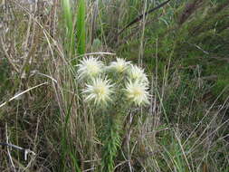 Слика од Phylica pubescens var. pubescens