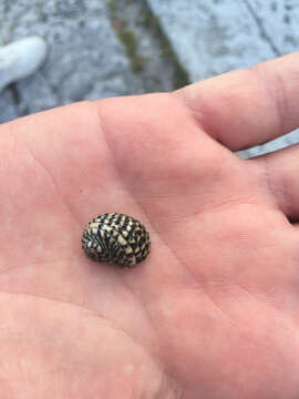 Image of checkered nerite