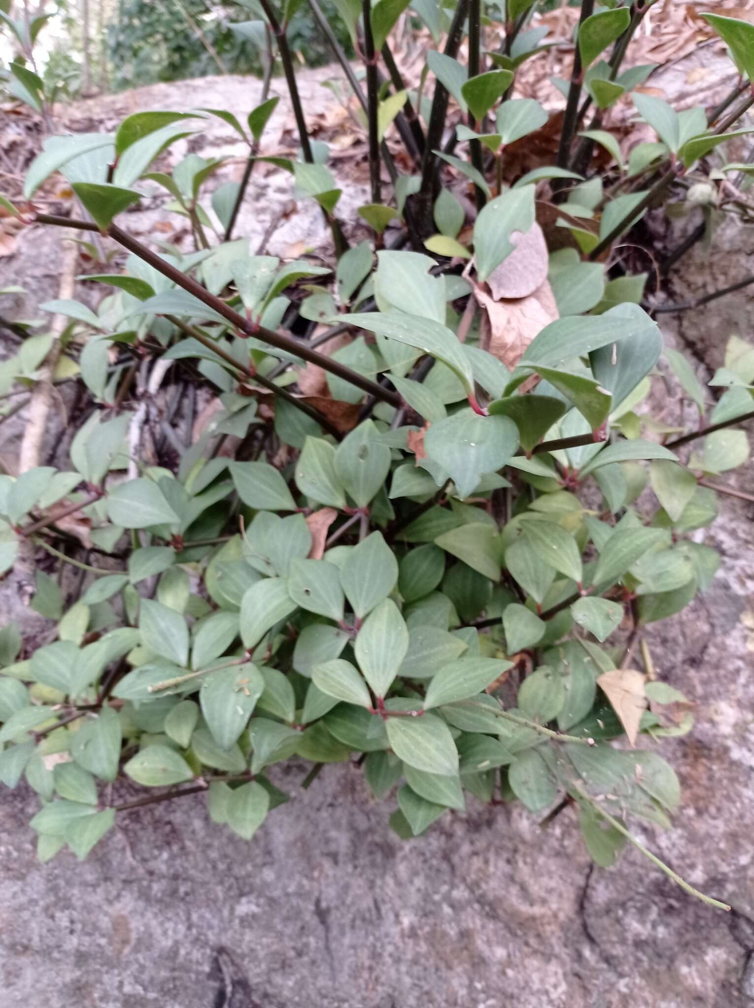 Image of Peperomia angustata Kunth