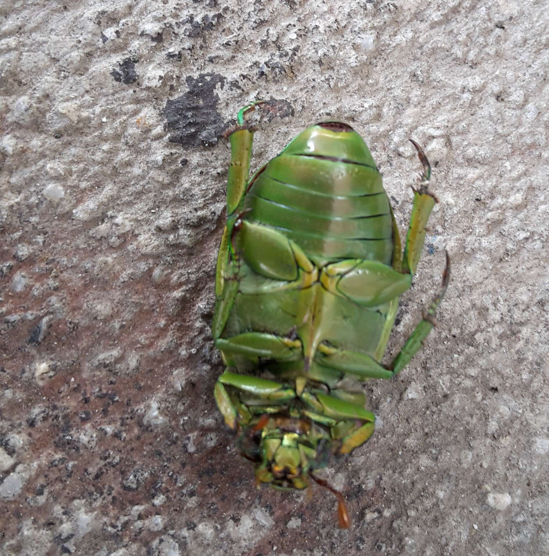 Imagem de Chrysina costata (Blanchard 1850)