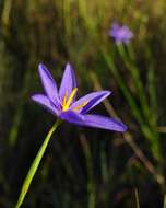 Image of fallflowering pleatleaf