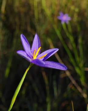 Imagem de Nemastylis floridana Small