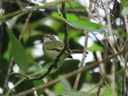 Image of Venezuelan Tyrannulet