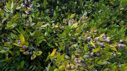 Myrtus communis subsp. communis resmi