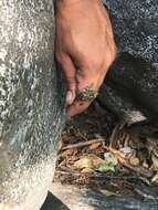 Image of California Chorus Frog