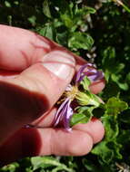 Imagem de Printzia polifolia (L.) Hutch.