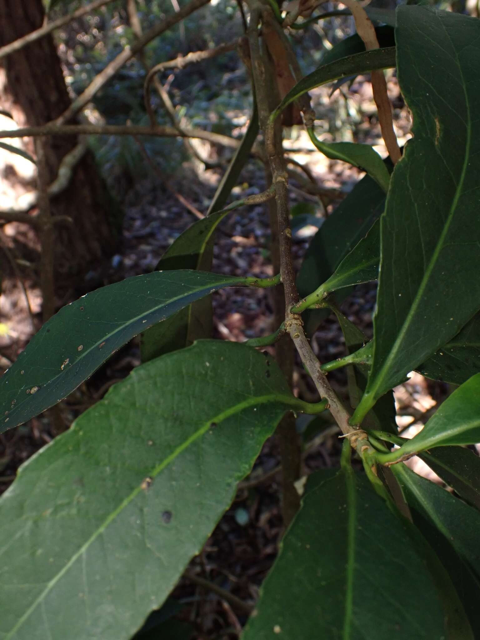 Image of Symplocos cochinchinensis subsp. thwaitesii (F. Muell.) Nooteb.