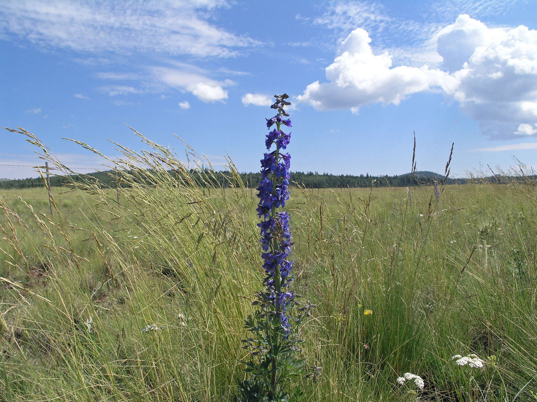 Plancia ëd Delphinium geraniifolium Rydb.