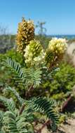 Imagem de Astragalus pycnostachyus A. Gray