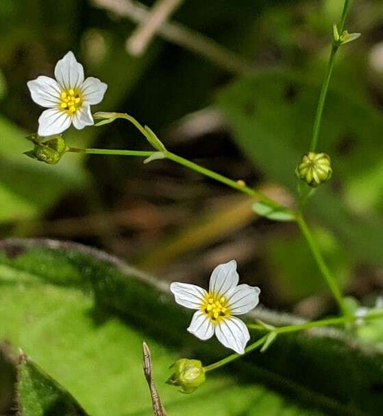 Image of purging flax, fairy flax