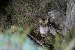 Image of quoll