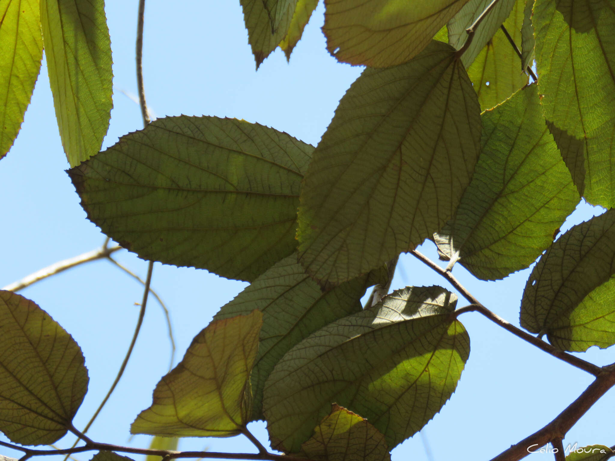 Imagem de Luehea paniculata C. Mart.