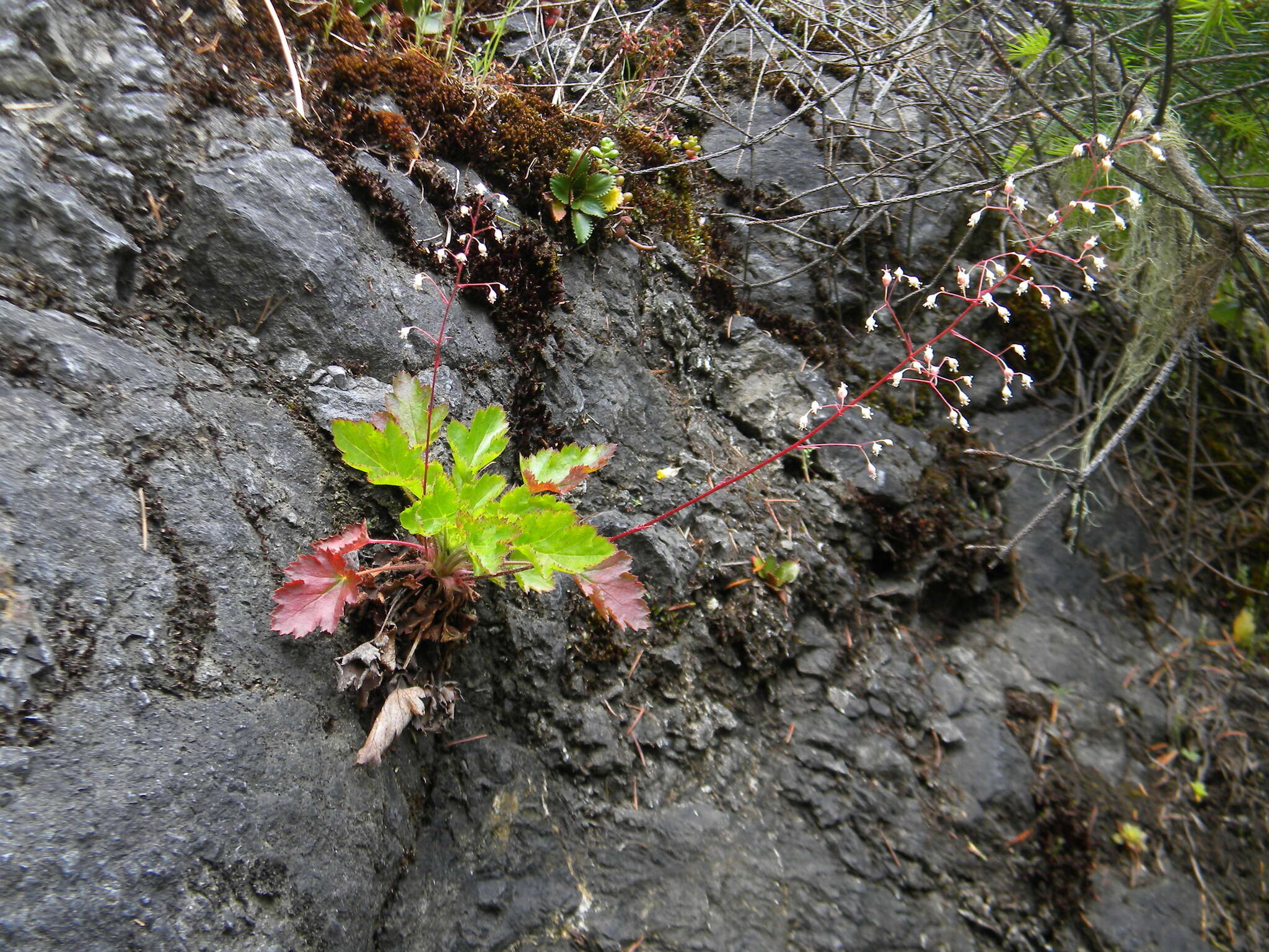 Image de Heuchera micrantha var. diversifolia (Rydb.) Rosend., Butters & Lakela