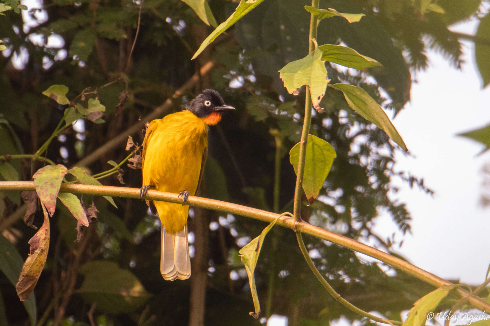 Image of Flame-throated Bulbul