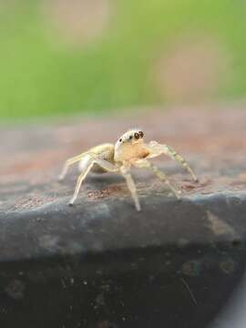 Phintella castriesiana (Grube 1861) resmi