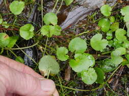 Image of Centella uniflora (Col.) Nannf.