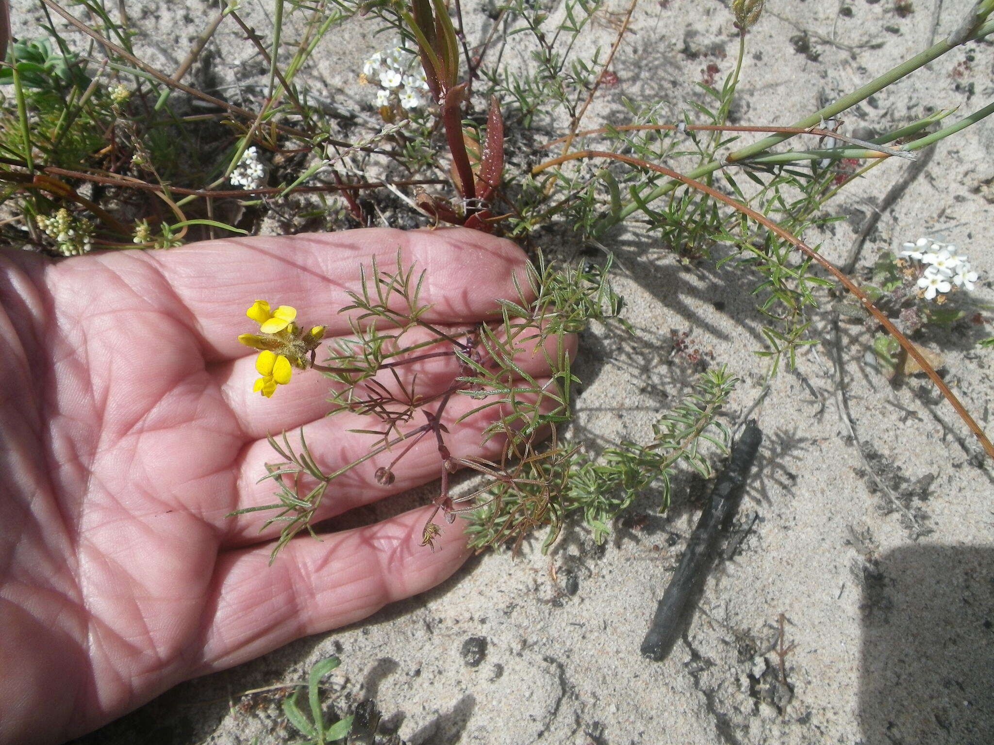 Image of Rhynchosia ferulifolia Harv.