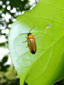 Image of Abscondita anceyi (E. Olivier 1883)