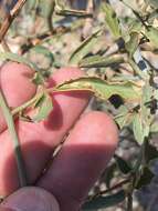 Image of Maerua juncea Pax