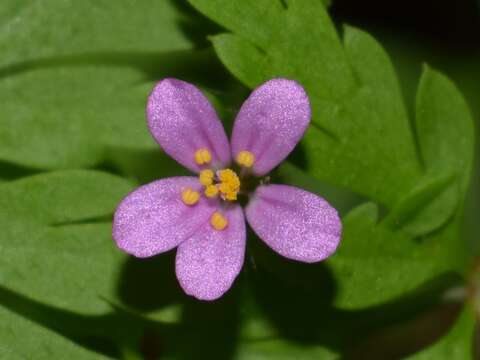 Image of Geranium purpureum Vill.