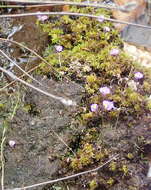 Image of Utricularia bisquamata Schrank