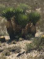 Sivun Yucca carnerosana (Trel.) McKelvey kuva