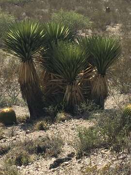 Sivun Yucca carnerosana (Trel.) McKelvey kuva